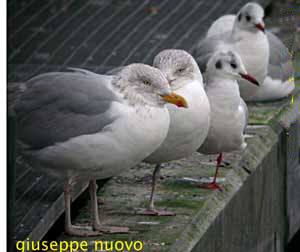 Gabbiano comune & Gabbiano reale